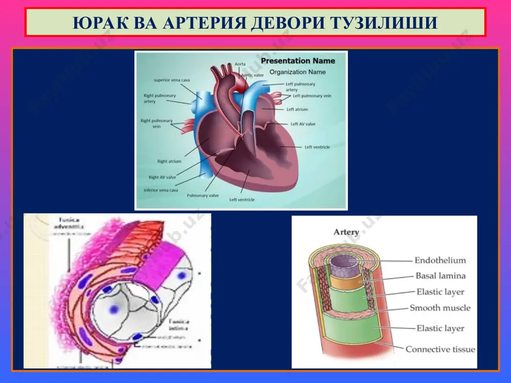 рияси атеросклерози атеросклероз буйрак артерия-сининг аортадан ажралган ёки иккига бўлинган қисмида ривожланади. кўпинча бир, баъзида икки томонлама буйракнинг ўткир ёки сурункали ишемиясига олиб келади. панасимон инфаркт ва оқибатда чандиқ (склероз) ривожланади. буйракнинг йирик бўлакли бирламчи бужмайиши, нефросчклероз билан тугайди. буйрак артерияси атеросклерози ёнбош ва сон артериялари атеросклерози узоқ вақт симптомсиз кечади. суринкали ишемия оқибатида мушаклар атрофияси, оёқларнинг совиши, юрганда оғриши кузатилади. тромбоз оқибатида оёқ гангренаси ривожланади. мезентериал артерия атеросклерозида – ичак гангренаси кузатилади. атеросклероз – клиник-морфологик формалари гипертония касаллиги гипертония касаллиги, клиник жиҳатдан юқори ва турғун артериал босим билан, морфологик жиҳатдан артерия ва артериолаларнинг торайиши, склерози ва гиалинози билан давом этадиган суринкали касалликдир. психоэмоционал доиранинг сўриқиши касаллиги ҳисобланади. симптоматик гипертония ҳолатларининг сабаблари, турлари: 1) мнс касалликлари: энцефалит, полиомиелит, ўсма, травма. 2) эндокрин касалликлар: буйрак усти бези, гипофиз ва параганглий ўсмалари. эндокрин-секцуал гипертония. 3) буйрак касалликлари: гломерулонефрит, пиелонефрит, нефросклероз, диабетик нефропатия, буйрак поликистози. 4) томир касалликлари: атеросклероз, системали васкулит. гипертония касаллиги …