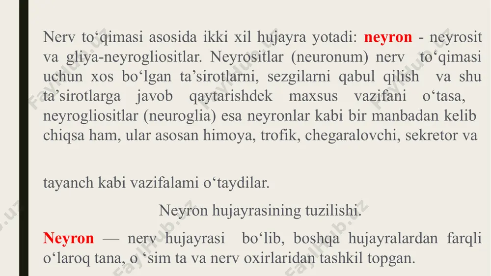ga aylantiriladi. piruvat mitoxondriyga kirib, sitrat sikli (krebs sikli) orqali co₂ va nadh/fadh₂ hosil qiladi. nadh/fadh₂ esa elektron transport zanjiri orqali atp sinteziga olib keladi (oksidlovchi fosforlanish). 2. na⁺/k⁺-atpaza faolligi. bu ferment nerv hujayrasi membranasidagi asosiy ion nasosidir. asab impulsidan so‘ng hujayraning elektroximik gradientini tiklash uchun energiyani ko‘p miqdorda sarflaydi. 3. yuqori darajadagi lipid almashinuvi neyron membranalari fosfolipidlar va sfingolipidlarga boy. miyelin hosil bo‘lishi (oligodendrositlar orqali) uchun lipid biosintezi zarur. gangliozidlar va boshqa kompleks glikolipidlar asab hujayralari faoliyatida muhim rol o‘ynaydi. 4. neyrotransmitterlar biosintezi neyronlar kimyoviy signallarni uzatadi, bu jarayonda turli neurotransmitterlar sintez qilinadi: asetilxolin – xolin va atsetil-koa dan sintezlanadi. dopamin, norepinefrin, serotonin – aminokislotalardan (tirozin, triptofan) fermentativ reaksiyalar orqali olinadi. neyrotransmitterlar ajralgach, ularning yutilishi (reuptake) yoki enzimatik parchalanishi (masalan, mao yoki comt fermentlari orqali) amalga oshadi. 5. antiosidant himoya tizimi neyronlar kislorodga boy muhitda faoliyat yuritadi, shuning uchun erkin radikallar ko‘p hosil bo‘ladi. glutation, superoksid dismutaza (sod), katalaza …