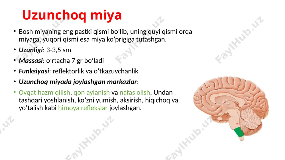 nerv sistema: bosh miya tavsifi - Page 4