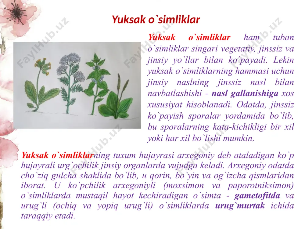 tomonlama bo`linuvchi initsial hujayra o`sadi. spora barglari psilotsimonlarda shoxcha shaklida, psilotda uch uyali, tmezipterisda esa ikki uyali. sporalari bir xil kattalikda, qulay muhitga tushishi bilan ulardan nursimon simmetriyaga ega psilot gametofiti unib chiqadi. uning kattaligi 2 sm gacha bo`lib, yer ostida hayot kechiradi, xlorofili yo`q, bir hujayrali rizoidlari bo`lishiga qaramasdan, ichida joylashgan zamburug`lari yordamida saprofit holda oziqlanadi. psilotsimonlar tropik va subtropik mintaqalarda keng tarqalgan. ularning aksariyat qismi epifit o`simliklar hisoblanadi, lekin ayrim hollarda chirindiga boy nam tuproqlarda ham uchraydi. psilotsimonlar xo`jalik ahamiyatiga ega emas, faqat bir turi, ya`ni p. glabrum yaponiyada manzarali o`simlik sifatida o`stiriladi. psilotning ust tomonida og`izcha va kutikulali epidermis, uning ostida uch qavat po`st, uning ichki qismida endoderma va markazida shotisimon traxeidlardan iborat o`tkazuvchi bog`lamlar joylashgan. plaunsimonlar bo`limi — lycopodiophyta plaunsimonlar eng qadimgi o`simliklardan biridir. ular paleozoy erasining silur davridan boshlab, karbon davrida o`z rivojlanishining eng yuqori pog`onasiga yetgan. karbon davrida plaunsimonlarning baland bo`yli daraxtsimon shakllari keng …