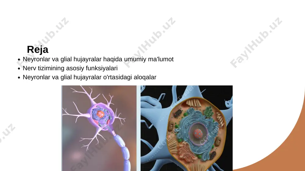 ralar, nerv hujayralarini qo'llab-quvvatlash bilan birga, signal uzatish jarayonini tartibga solishda va neyrotransmitterlarni qayta ishlashda muhim rol o'ynaydi. 3 sinaptik aloqa va glial sinaptik aloqalar orqali glial hujayralar neyronlar orasidagi kommunikatsiyani mustahkamlab, butun nerv tizimining funksional izchilligini ta'minlaydi. neyronlar va glial hujayralar o'rtasidagi sinaptik aloqalar. 1 sinapslar va ularning turlari sinapslar neyronlar o'rtasidagi axborot almashinuvi joylari hisoblanadi. ular kimyoviy yoki elektr energiyalari orqali o'zaro aloqada bo'lishadi. 2 glial hujayralar roli glial hujayralar sinapslarda neyronlarni qo'llab-quvvatlaydi va himoya qiladi. ular asab tizimidagi muvozanatni saqlashda muhim ahamiyatga ega. 3 o'zaro aloqalar neyronlar va glial hujayralar o'rtasidagi o'zaro aloqalar, ularning funktsional hamkorligini ta'minlaydi. bu aloqalar asab jarayonlarini optimallashtiradi. neyronlar va glial hujayralarning funktsional hamkorligi. neyronlar va glial hujayralar o'rtasidagi aloqalar neyronlar va glial hujayralar o'rtasidagi aloqalar, nerv tizimidagi asosiy funksiyalarni ta'minlash uchun zarur. ular bir-birini qo'llab-quvvatlaydi va ma'lumot almashadi. glial hujayralarning roli glial hujayralar, neyronlar uchun himoya, oziqlanish va mexanik qo'llab-quvvatlashni ta'minlaydi. ular …