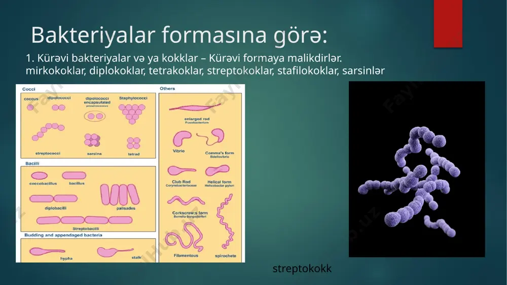 fermentləri mövcuddur hüceyrə divarından xaricdəki orqanoidlər 1. kapsula 2. flagella 3. pili kapsula mikroorqanizmlərin kapsulası ya insan orqanizmində, ya da zənginləşmiş qidalı mühitdə əmələ gəlir. kapsula tərkibinə görə: zülal – qarayara polisaxarid – klebsiella, pnevmokokk hilauron – streptokokk pyogenes klebsiella daima kapsulalıdır. kapsulanın funksiyalarına aiddir: antifaqosit aktivlik 2. atheziyanın təminliyi 3. k antigenin əmələ gəlməsj 4. dalağı çıxarılmış şəxslərdə kapsula daha ağır patologiya əmələ gəlməsinə səbəb olur gins üsulu ilə boyanır. flagella mikroorqanizmlərin hərəkət orqanoididir. bazal cismin çıxıntısıdır. hüceyrə divarına üzüklər vasitəsilə birləşir. qram müsbətlərdə 1 cüt, qram mənfilərdə 2 cüt üzük vardır. yerləşməsinə görə 4 cürdür. 1. peritrix – bədən səthi flagella ilə örtülüdür 2. monotrix – 1 qütbündə 1 flagella vardır – vəba vibrionları 3. lofitrix – 1 qütbündə dəstə şəklində flagella vardır. – psevdomonodalar 4. amfitrix – hər 2 qütbündə dəstə şəklində flagella mövcuddur – spillər flagella ilə bağlı olan antigen h antigenidir. flagella flagenin zülalından təşkil …