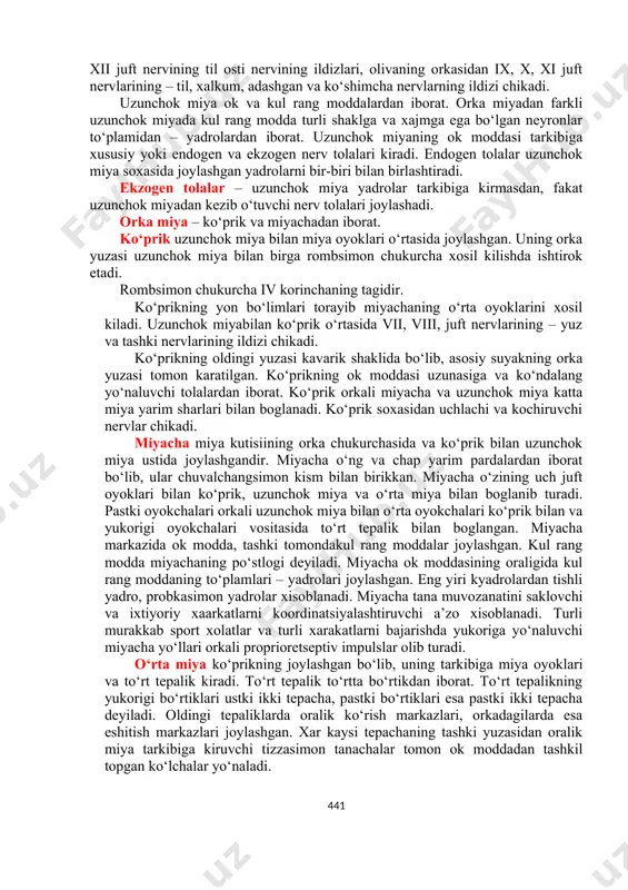 sida uzunchok miya tizimchalariga ajratilgan. piramidalardan oldingi yon egat bilan turgan ovalsimon shaklga ega bo‘lgan olivalar joylashadi. piramida bilan oliva o‘rtasidan bosh miya xii juft nervining til osti nervining ildizlari, olivaning orkasidan ix, x, xi juft nervlarining – til, xalkum, adashgan va ko‘shimcha nervlarning ildizi chikadi. uzunchok miya ok va kul rang moddalardan iborat. orka miyadan farkli uzunchok miyada kul rang modda turli shaklga va xajmga ega bo‘lgan neyronlar to‘plamidan – yadrolardan iborat. uzunchok miyaning ok moddasi tarkibiga xususiy yoki endogen va ekzogen nerv tolalari kiradi. endogen tolalar uzunchok miya soxasida joylashgan yadrolarni bir-biri bilan birlashtiradi. ekzogen tolalar – uzunchok miya yadrolar tarkibiga kirmasdan, fakat uzunchok miyadan kezib o‘tuvchi nerv tolalari joylashadi. orka miya – ko‘prik va miyachadan iborat. ko‘prik uzunchok miya bilan miya oyoklari o‘rtasida joylashgan. uning orka yuzasi uzunchok miya bilan birga rombsimon chukurcha xosil kilishda ishtirok etadi. rombsimon chukurcha iv korinchaning tagidir. ko‘prikning yon bo‘limlari torayib miyachaning …