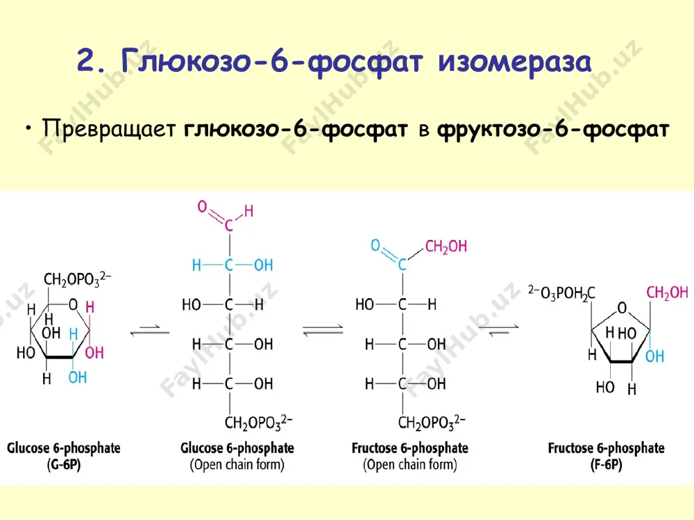 metabolizm uglevodov - Page 4