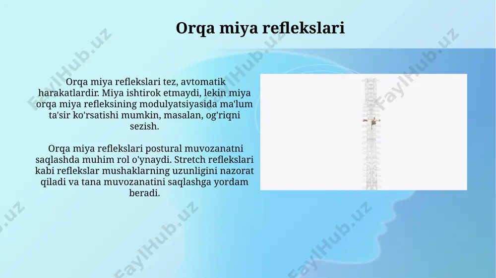 orqa miya tuzulishi ,joylashishi,vazifasi - Page 4