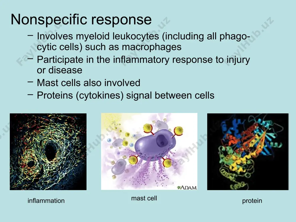 immune system functions - Page 4
