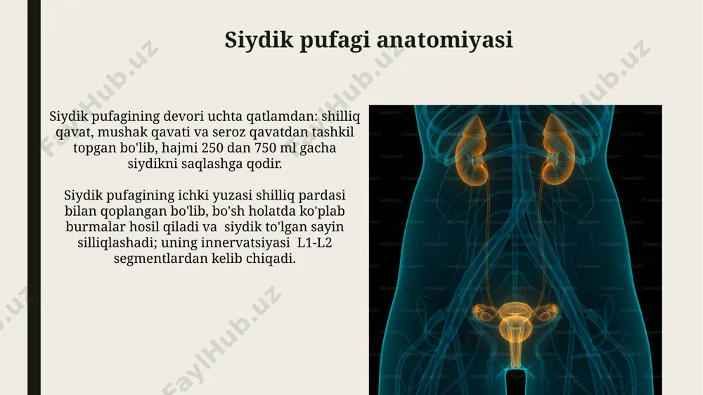 siydik pufagi anatomiyasi - Page 3
