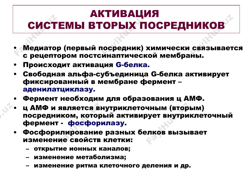нейромедиаторы - Page 5