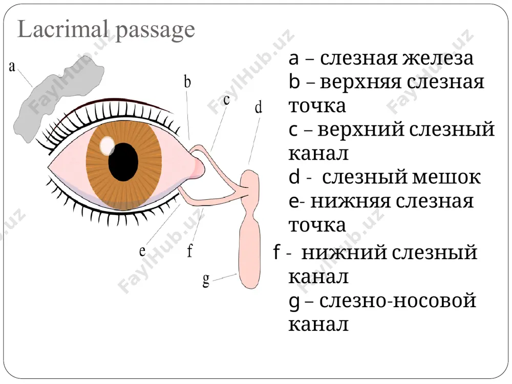 ный, посттравматический дакриоцистит. клиническая картина. при остром дакриоцистите больные предъявляют жалобы на слезотечение, покраснение, отек и резкую болезненность в области внутреннего угла глазной щели. при осмотре и пальпации области слезного мешка, прилегающих участков носа и щеки, ткани отечны, гиперемированы, плотные на ощупь, болезненны. при выраженном отеке век глазная щель сужена. в начале заболевания при осторожном надавливании на область слез–ного мешка из слезных точек выделяется гной. канальцевая проба сна–чала положительна, затем канальцевая и носовая проба отрицательны. наблюдаются повышение температуры тела, слабость, головная боль. через несколько дней инфильтрат размягчается, появляется флюктуация. сформировавшийся абсцесс может самопроизвольно вскрыться. при дакриоцистите новорожденных из слезных точек выделяются слизь и гной. канальцевая проба положительная, носовая – отрицательная. при промывании слезных путей жидкость в полость носа не проходит. возможно осложнение по типу флегмонозного острого дакриоцистита. лечение острого дакриоцистита проводят в условиях стационара. внутривенно или внутримышечно вводят: антибиотики широкого спектра действия по 1—2 г/сут; нпвс вводят внутримышечно. до момента …
