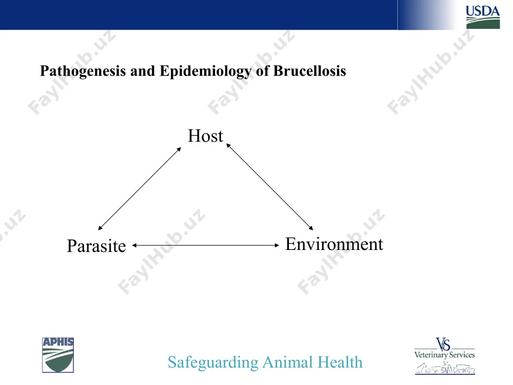eriods or lifelong. primary route of transmission: brucella ovis, brucella suis and brucella canis b. abortus and b. melitensis can be found in semen but venereal transmission of these organisms is uncommon safeguarding animal health most or all brucella species are also found in semen. males can shed these organisms for long periods or lifelong. the importance of venereal transmission varies with the species. it is the primary route of transmission for b. ovis. b. suis and b. canis are also spread frequently by this route. b. abortus and b. melitensis can be found in semen, but venereal transmission of these organisms is uncommon experiment; we darted 50 wild bulls in may…35 seropositive……only three shed brucella…..1-8 cfus/ml. breeding off season 8 brucella experiment semen darted 50 wild bulls in may -35 seropositive, 15 negative -3 shed brucella…..1-8 cfus/ml. safeguarding animal health most or all brucella species are also found in …