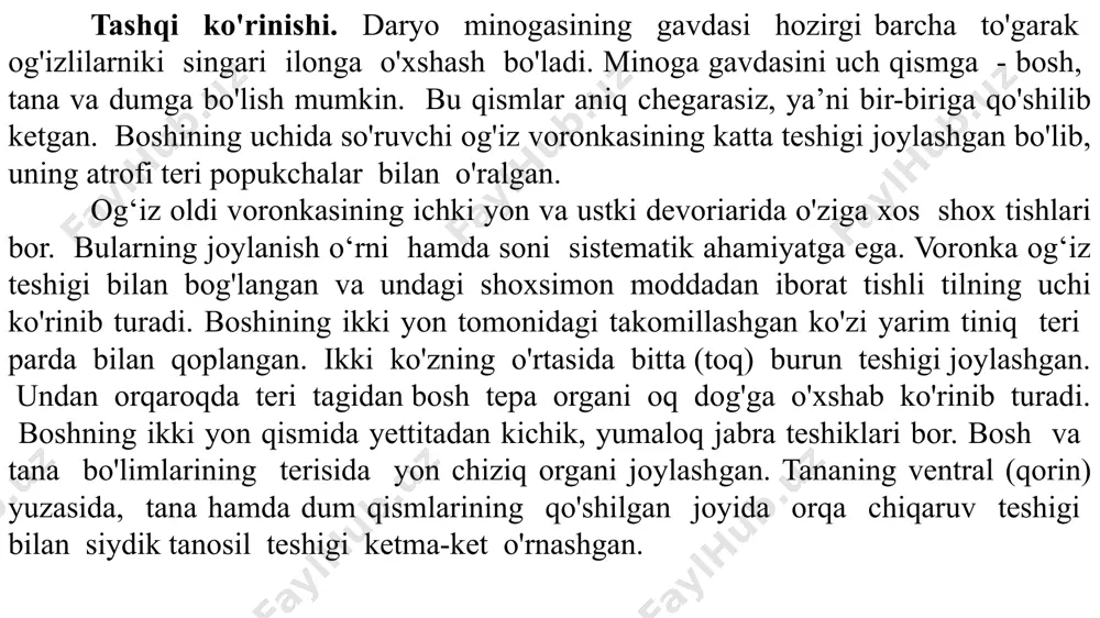 an o'ljasiga mahkam yopishib oladi. tilining uchidagi shoxsimon plastinka yorda­mida baliq terisini teshadi kuchli muskulli tilning ritmik qisqarib harakat qilishi tufayli u qonni so'radi. nafas olish sistemasi. boshqa barcha umurtqalilarnikiga qarama-qarshi o'laroq to'garak og'izlilaming jabra xaltalari jabra yoriqlarida taraqqiy etib, endodermadan kelib chiqqan. jabra xaltalarining ichki yuzasida shilimshiq parda qatlami bo'lib ularda juda ko'p mayda qon tomirlari bor. minogalarning har bir jabra xaltasi (ular 7 juft) mustaqil tash­qi teshik bilan tashqariga ochiladi. jabra xaltasining ichki teshigi nafas nayi bilan tutashgan. jabra xaltachasining orasida keng bo'shliqlar—jabra oldi sinuslari bo'lib, bu sinuslarning har qaysisini biriktiruvchi to'qimadan tuzilgan jabralararo to'siqlar ikki kameraga ajratib turadi. minoganing nafas olish akti ikki xil: erkin suzib yurgan minogada suv og'iz bo'shlig'idan nafas nayiga, so'ngra jabra xaltachasiga, keyin uning tashqi teshigi bilan tashqariga chiqa­riladi. u ovqatlanish uchun o'ljasiga yopishganida og'iz orqali suv kira olmaydi, suv jabra xaltachasining tashqi teshigi orqali kirib yana shu teshik orqali chiqib ketadi. har …