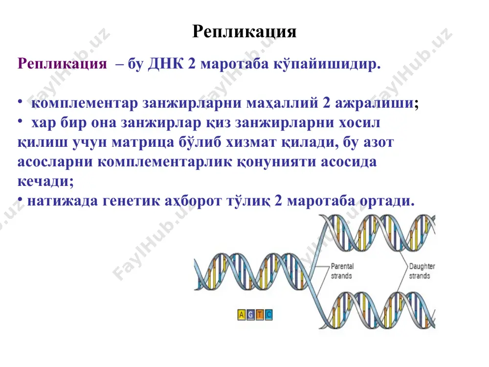 сплайсинг турли хил хусусиятларга эга бўлган оқсиллар синтезини таъминловчи мрнк хосил бўлишига олиб келади. комплементарлик нуклеотидларга хосдир, аммо нуклеатидлар ва аминокислоталар комплементр бўлмайди. шунинг учун кодонлар иштирокидаги аминокислоталар полипептид занжирига вевосита қўшилмайди. аминокислоталарнинг мрнк нинг маълум бир қисмига бирикиши “адаптор” иштирокида содир бўлади ва бу функция трнк томонидан амалга оширилади аминокислота трнк га бириктирилади ва унинг триплети билин бирга трнк мрнк билан бирикиб ўзаро таъсир қилиш қобилиятига эга бўлади. оқсил синтезининг асосий бочқичлари аминокислотлар фоалланиши. полипептид занжирининг инициацияси. элонгация терминация полипептидной занжиринг ўралиши ва процессинг процессинг жараёни ўз ичига олади. ноинформатив қисмлар пре-рнкдан узиб ташланади. информатив қисмлар уланади – сплайсинг 51 ва 31 охирлар модификацияланади процессинг мрнк процессинг трнк процессинг ррнк элонгация терминацияловчи кодонлар. уаа, уаг, уга терминация босқичида куйидаги оқсил омиллари иштирок этади: r1, r2, r3 пептидил-трнк пептидил-трнк пептидил-трнк пептидил-трнк свободный полипептид трнк 3' 3' e.coli да lac-оперон экспрессиянинг бошқарилиши. эукариот хужайраларда генлар экспрессиясини бошқарилиши. генлар тузилиши миқдорининг ўзгариши. …