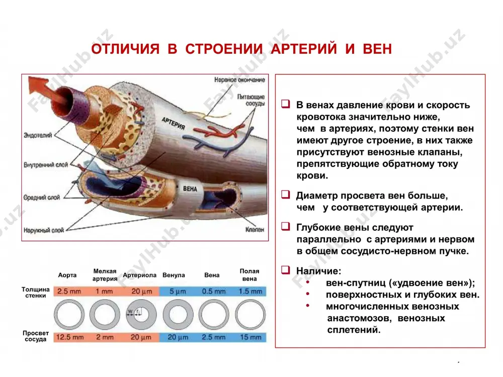 риций восстановил аристотелеву сравнительную анатомию и физиологию, пользуясь своим оригинальным методом: он сравнивал между собой голоса и движения животных, ища определенных закономерностей. иероним фабриций наружную подвздошную, внутреннюю яремную и подключичную уже можно считать клапанными венами. вены конечностей, мышечные и подкожные вены туловища обычно содержат большое число клапанов. фабриций описал венозные клапаны - заслонки, которые через определенные расстояния прикрывают отверстия вен. фабриций считал, что заслонки регулируют движение крови от сердца; на самом же деле они являются непреодолимым препятствием для такого движения и позволяют крови течь по венам только в сторону сердца. клапаны играют важную роль в обеспечении направленности кровотока. клапаны не являются привилегией человека - многие животные, даже амфибии и рептилии, имеют в венах клапаны. устьевые клапаны залегают в местах впадения притоков в более крупный сосуд. пристеночные клапаны - их створки прикрепляются к стенке на одном уровне. отсутствуют клапаны - в полых венах, плечеголовных венах, общих и внутренних подвздошных венах, в …
