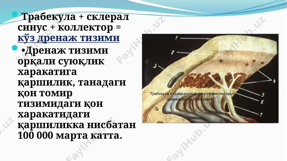 naning oldingi chizig'ini, skleral shpora, kornioskleral trabekula, shlem kanali va xakozo. gonioskopiya gonioskoplarning xar xil turlari mavjud. to'rt oynali zeiss goniolinzasi koeppe goniolinzasi xirurgik goniolinza swan-jacob goniolinzasi biomikroskopiya biomikroskopiya – ko'ruv a'zosi qismlarini tirqishli lampa(optik asbob) yordamida tekshirish usuli. uning asosiy funktsional xususiyatlari quyidagilarni o'z ichiga oladi: ko'z olmasi old qismini batafsil vizual tekshirish oftalmoskopiya – to'r pardani asosiy tekshirish usullaridan biri oftalmoskopiya bilan ko'z tubining quyidagi tuzilmalari baxolanadi: ko'ruv nervi diski qon tomirlarining yo'nalishi va kalibrlanishi to'r pardani periferiyasida va makulyar soxa xolati. oftalmoskopiya glaukoma bosqichlari i bosqich (boshlang'ich) – ko'rish maydoni normada, ammo ko'rish maydonining paratsentral qismila bir qancha o'zgarishlar bor. knd ekskavatsiyasi kengaygan, lekin disk chegarasigacha bormaydi. glaukoma bosqichlari ii bosqich (rivojlangan) – burun soxasining yuqori va/yoki pastki qisimlarida 10° dan oshiq torayishi bilan birgalikda ko'ruv maydonining paratsentral qismida aniq o'zgarishlar, knd ekskavatsiyasi chegaralovchi axamiyatga ega. glaukoma bosqichlari iii bosqich (o'ta rivojlangan) – kndning keskin oqarishi, chekka …