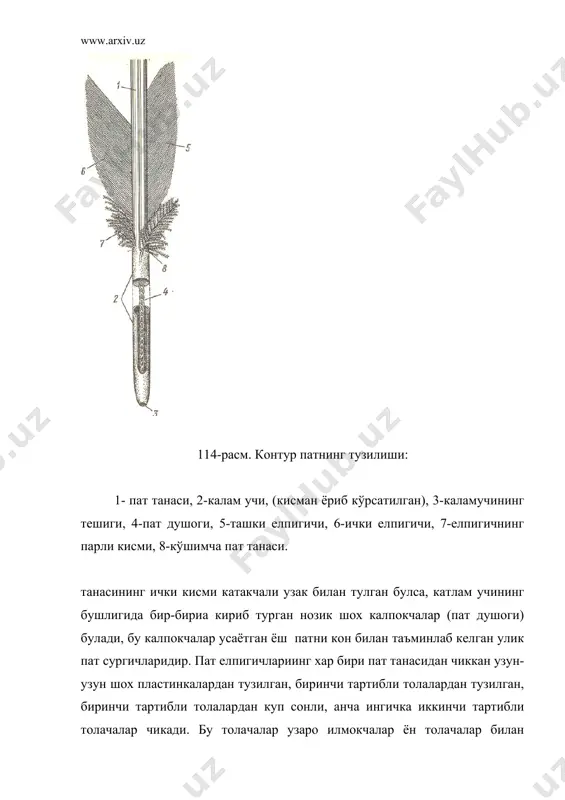 улранг тус беради. липохромалар эритма холида булиб, патларга кизил, сарик ва яшил рангларни беради. бу рангларни аралашиши мураккаб ва хар хил рангдаги патларни хосил килади. кушларнинг патлари жуда енгил, пишик ва хаво билан иссикликни ёмон утказадиган тери коплогичидир. патлар гавда температурасини доимий саклаш ва учишни таъминлаш хамда организмни хар хил механик таассуротлардан саклаш учун хизмат килади. бундан ташкари патлар куш гавдасига суйри шаклини беради. патнинг ривожланиши. дастлаб терининг устки катламида мезодермик хужайралар йигилади, бу хужайралар эпидермисни кутариб буртма (думбок) хосил килади (117-расм), бу судралиб юрувчиларнинг шох тангачаларини ривожланишига ухшайди. сунгра бу думбокча кейинги томонга караб усади, унинг асоси эса терига анча ботиб кириб, пат кинини хосил килади. думбокчанинг бириктирувчи тукимали кисмини конга бой булган пат сургичига айланади, эпидермис катлами пат кинчасини хосил килувчи юпка устки катламга ажралади. тез булинаётган хужайралардан пат уки хосил булади, бундан ён томонларга елпигичлар усиб чикади. патнинг усиш 117- расм. патнинг ривожланиш схемаси: а, б ва …