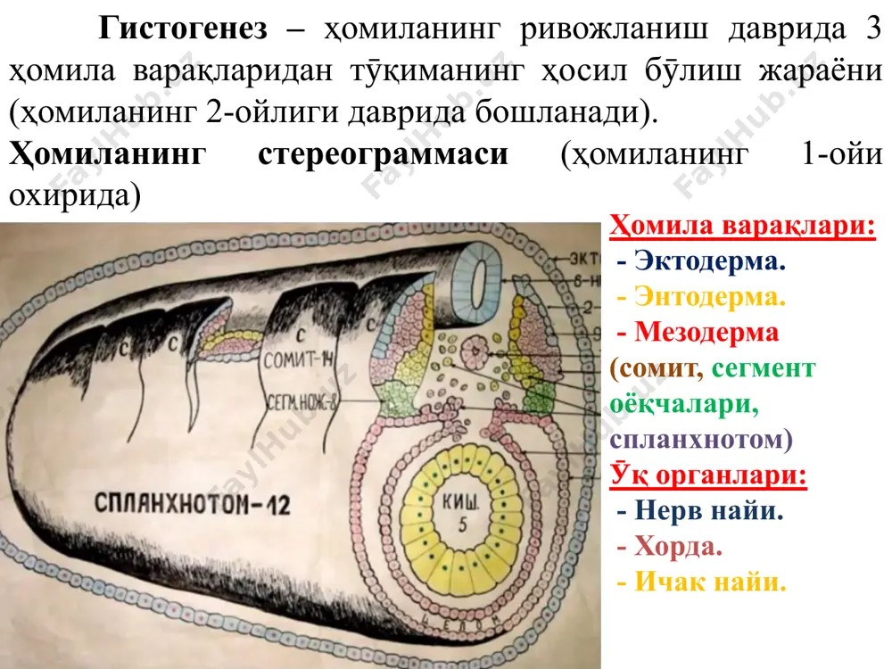 ҳужайралар ён юзасидаги махсус тузилмалар - зич бирикиш, - адгезив боғлар, - тирқишли бирикиш, - коммуникацион (десмосома, полудесмосома) базал мембрана (пластинка): тӯзилиши 20 – 100 нм: оқимтир (ламинин) и қорамтир пластинка (iv тип коллаген) 1 – ҳужайра цитоплазмаси 2 – ҳужайра ядроси 3 ва 4 – полудесмосома: 3 – бирикувчи пластинка 4 – тонофиламентлар 5 – боғловчи (якорные) филаментлар оқимтир пластинкада 6 – қӯшни ҳужайралар плазмолеммаси 7 –фибрилла 8 – коллаген фибриллалари ретикуляр пластинка ёки ғтбт ҳужайраларнинг апикал қисмидаги махсус мосламалар. микроворсинка киприкчалар кӯп қаватли ясси мугузланувчи эпителий қавати: 1. базал 2. тиканаксимон 3. донали 4. (ялтироқ) 5. мугузланувчи кератиноцит ҳужайраларнинг дифферони куп қаватли эпителий кӯп қаватли ясси эпителий қаватма қават жойлашган ҳужайралардан тузилган, унинг фақат базал қаватидаги ҳужайралар базал мембранада ётади. бу эпителий таркибида муртак ҳужайралар бӯлиб, митоз йӯли билан бӯлинади ва кейинга қавтга кӯтарилиб, бошқа турдаги ҳужайралар ҳосил бӯлади яъне дифференциясига учрайди. кейинчалик мугузланиб янгиланади. ӯзгарувчан эпителий ӯзгарувчан …