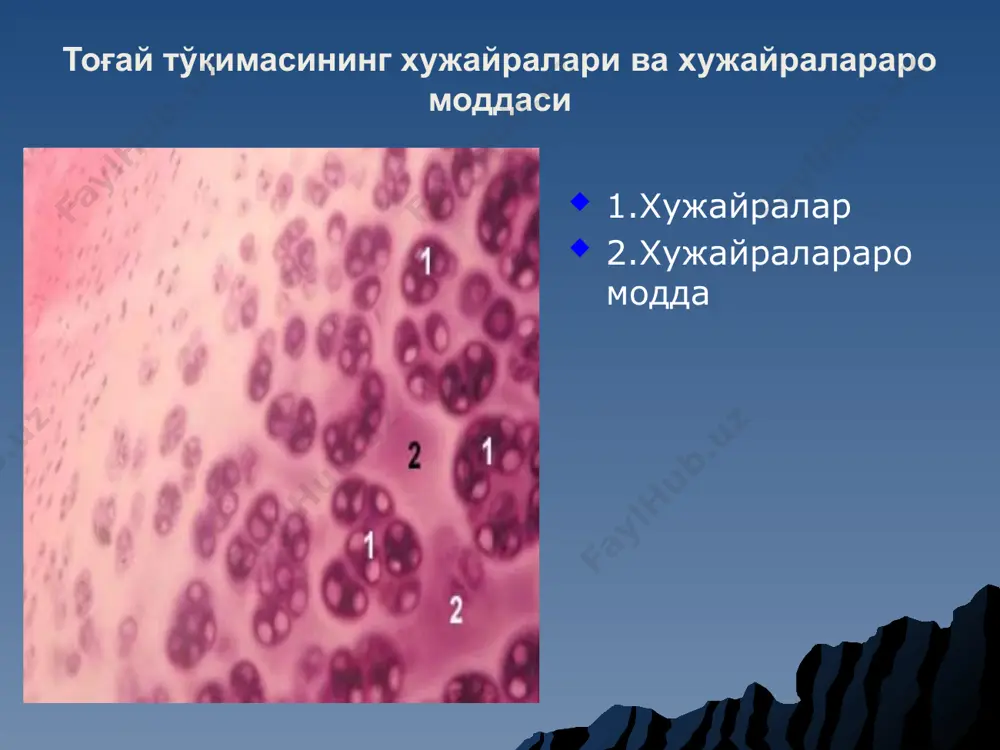 ps.xml docprops/app.xml docprops/core.xml ppt/media/image12.png ppt/media/image13.png ppt/media/image14.png ppt/media/image15.png ppt/media/image20.png ppt/media/image21.png ppt/media/image23.png ppt/media/image29.png ppt/media/image3.png ppt/media/image31.png ppt/media/image32.png ppt/media/image34.png ppt/media/image36.png ppt/slides/slide22.xml ppt/slides/slide23.xml ppt/slides/slide25.xml ppt/slides/slide33.xml [content_types].xml _rels/.rels docprops/custom.xml tog'ay to'qimasining xujayralari va xujayralararo moddasi 1.xujayralar 2.xujayralararo modda skanerlovchi elektron mikroskopda kiprikchalarning ko'rinishi donador endoplazmatik to'r goldji apparati neksus biologik membranalardagi fosfolipid qo'shqavat har bir membranalarning asosiy tuzilmasi hisoblanadi . yakka fosfolipid molekul alari membrananing bir qismidan boshqa qismiga ko'chishi mumkin xujayralararo birikishlar desmosoma (sxema) desmosoma kompleks goldji apparat goldji - moddalarning transporti m itoxondriya plastik kristali 1 – tashqi membrana; 2 – mebranalar aro bo'shliq 3 – ichki membrana; 4 – kris talar ; 5 - matriks yadro v – yoriqlar k ompleks i g – yad ro qobig'i (elektr.mikr.) d – yadro qobig'ining tangentsial bo'linishi 1 – yadro qobig'ining ; 2 – yoriq, 3 – geteroxromatin ; 4 – euxromatin; 5 – yadr ocha ; 6 – yadro qobig'ining tashqi membrana si ; 7 …