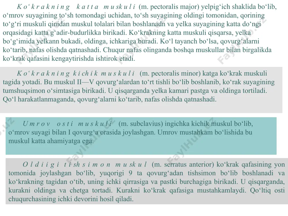 fas chiqarish sodir bo‘ladi. diafragmaning muskul qismida qizilo‘ngach bilan aorta o‘tadigan, pay qismida pastki kovak vena o‘ta­digan teshiklar bo‘ladi. q o r i n n i n g t o‘ g‘ r i m u s k u l i (m. rectus abdominis) tashqi, ichki muskullar aponevrozidan hosil bo‘lgan pishiq fib­roz g‘ilof orasida joylashgan. u to‘sh suyagining o‘simtasidan v-vii qovurg‘alarning tog‘ay qismidan boshlanib, qovuq suyagining yuqori chetiga birikadi. qisqarganda gavdani bukadi. bu muskulning 3-4 joyida pay hosil bo‘ladi. q o r i n n i n g t a sh q i q i ya m u s k u l i (m. abiiquus abdominis externus) pastki 8 ta qovurg‘aning tashqi yuzasidan va bel fassiyasidan boshlanib, tolalari oldinga va pastga qarab yo‘naladi. oldinga yo‘nalgan tolalari aponevroz hosil qilib, qorinning o‘rtasida ikkinchi tomondagi shu muskul aponevroziga birikadi. pastga yo‘nalgan tolalari yonbosh suyagining tashqi qirrasiga birikadi. eng yuzada keng muskul bo‘lib, u …