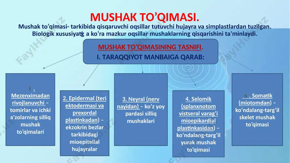 g‘on miozin filamentlariga nisbatan sirpanishi hisobiga amalga oshadi. mushak hujayralaridagi ayrim organellalar o‘ziga xos nomalanadi. mushak hujayrasining sitoplazmasi - sarkoplazma, endoplazmatik to‘r - sarkoplazmatik to‘r, hujayra membranasi yoki plazmolemmasi - sarkolemma deyiladi. hujayra hajmining oshishi bilan tavsiflanuvchi jarayon- gipertrofiya deyiladi, hujayralar sonining ortishi hisobiga to‘qimaning o‘sishi- giperplaziya deyiladi. ko‘ndalang-targ‘il mushak to‘qimasi. ko‘ndalang-targ‘il skelet mushagi diametri 10 dan 100 mkm gacha bo‘lgan uzun, silindrsimon ko‘p yadroli mushak tolalaridan tashkil topgan. embrional taraqqiyot davrida mezenximal mioblastlar ko‘p sonli yadrolar tutuvchi mushak naychalarini hosil qiladi. mushak naychalari differentsiallashib, ko‘nladang-targ‘il mushak tolalariga aylanadi. mushak tolalarida cho‘ziq yadrolar sarkolemma ostida joylashadi, yadrolarning bunday joylashuvi skelet mushak tolalari uchun xosdir. skelet mushagi tolalarida sarkolemmaning bazal qavati va asl plazmolemmasi orasida mayda kam differentsiallashgan yo‘ldosh hujayralar joylashgan. mikroskop ostida ko‘ndalang targ‘il mushak to‘qimasini ko‘rganda- bir biridan aniq ajralib turadigan och va to‘q rangli ko‘ndalang chiziqlarni ko‘rish mumkin. skelet mushak to‘qimasi. u odam tanasini og‘irligini 25-50% tashkil etadi. …