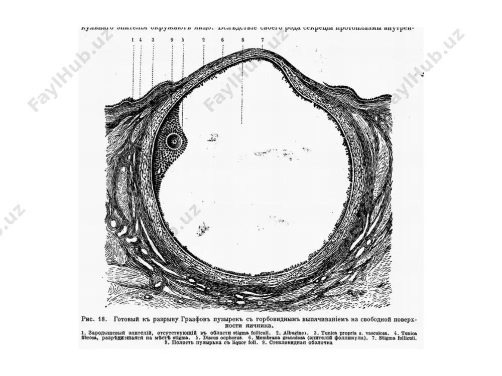 xomila rivojlanishida salbiy ta'sirlar - the impact of environmental factors on the fetus ekologiya va ortib borayotgan radiatsion fon (mutatsiyalar va teratogen effektlar) ishtimoiy sharoitlar, xronik stress, zararli odatlar (chakish, alkogol, narkotiklar) ecology and increased radiation background (mutations and teratogenic effects). social conditions, chronic stress, bad habits (smoking, alcohol, drugs). dorilar (barbituratlar, epilepsiyaga karshi preparatlar, antidepressantlar, teratogen effektiga ega antibiotiklar va boshkalar) drugs (barbiturates, antiepileptics, antidepressants, antibiotics teratogenic effects, etc.). xomilador organizmida fiziologik uzgarishlar - the physiological changes in pregnant xomiladorlikda barcha uzgarishlar odatda tabiiy adaptiv xisoblanadi. akm 30-32-chi xaftasiga maksimal kupayadi - 48% gacha. kuprok akm 1 i 2-chi trimestrlarda kupayadi, keyin asta-sekin kupayish stabilizatsiyalanadi, tugrukga - kamayishi kuzatiladi. all changes during pregnancy are adaptive in nature. cbv increases the maximum to 30-32 weeks - up to 48%. a larger increase in cbv in 1 and 2 trimesters, and further there is a gradual stabilization of the increase in …