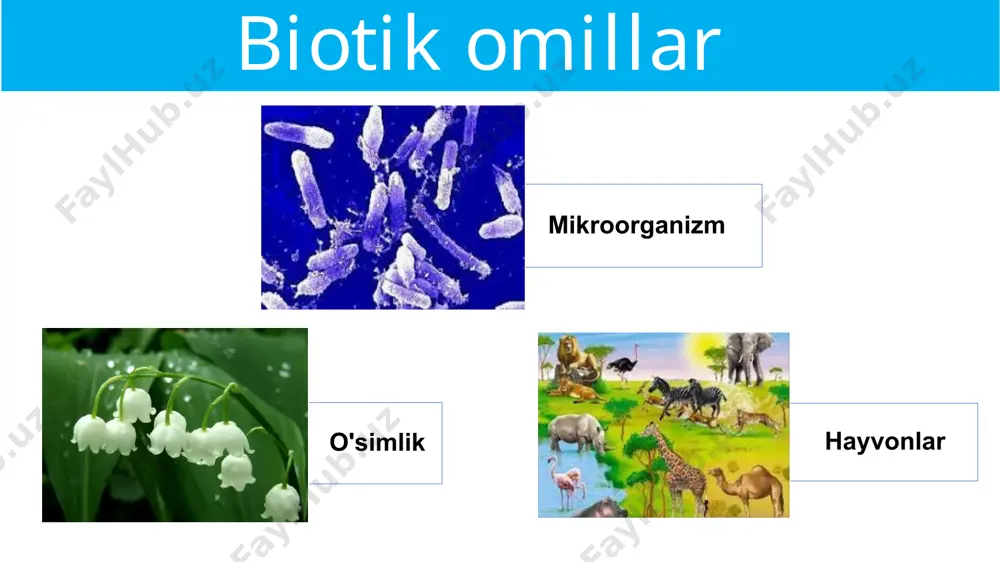 ekologik omillar - Page 4