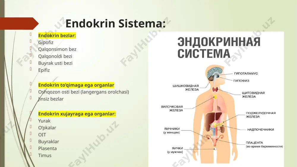 armon - jinsiy bezlarning leydiga hujayralari bilan birikib jinsiy garmonlar ishlab chiqarilishini stimulyatsiya qiladi . gonadoliberin hisobiga hosil bo’ladi . fsg- follitropin - folikulostimullovchi garmon - tuxumdon folikulalari hujayralari va sertoli hujayralariga tasir qiladi . gonadoliberin hisobiga hosil bo’ladi . ttg- tirotropin - tirotsitlar bilan birikadi . qalqonsimon bez garmonlariga tas’sir qiladi . tiroliberin hisobiga hosil bo’ladi . aktg- adrenokortikotropin - buyrak usti bezi po’stloq qismi bilan bog’lanadi . glyukokortikoidlar va mineralokortikoidlar sinteziga javob beradi . kortikoliberin isobiga hosil bo’ladi . xususiy endokrin tizimi gipotalamo – gipofizar tizim qalqonsimon bez yodlangan garmonlar tirokalsitonin qalqonoldi bezi buyrak usti bezi postloq va magiz qismi garmonlari gipotalamo – gipofizar tizim gipotalamusda 3 xil asosiy neyrosekretor hujayralar ajraladi : effektor garmonlar sintez qiluvchilar (vasopressin va oksitotsin ) supraoptik va paraventrikulyar yadrolarda hosil boladi . garmonal faktorlar sintez qiluvchilar : liberinlar va statinlar . neyronlar sekretsiya qiladi . monoaminlar va opioidlar sintez qiluvchilar : (noradrenalin …