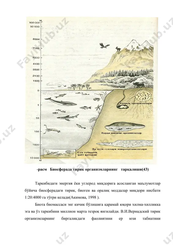 йвонларга ўтади. углерод ўсимликлар ва ҳайвонларнинг нафас олиши ва бошқа жараёнларда ажралиб чиқади. в.и.вернадскийнинг кўрсатишича, тирик организмлар биосферада кимёвий элементлар миграцияси (кўчиб юриши)нинг асосий омилларидир. бу миграцияни иккита қарама —қарши, аммо, ўзаро боғланган жараён келтириб чиқаради: 1) қуёш энергияси ҳисобига анорганик табиат элементларидан тирик модданинг таркиб топиши; 2) органик моддаларнинг энергия ажралиб чиқиши билан бирга давом этадиган емирилиши. бундай емирилиш жараёнида органик моддалар минерал моддаларга айланади. турли моддаларнинг миграция қобилияти мутлақо бир хил эмас. лекин даврий системадаги кимёвий элементларнинг кўпчилиги биосферада фаол равишда миграцияланиш қобилиятига эга. бундай фаол мигрантларни икки группага бўлиш мумкин: 1, расм. биосферада со2нинг айланма ҳаракати. ҳаво мигрантлари — улар миграция жараёнида газсимон фазани босиб ўтади (кислород, азот, углерод, водород). 2. сув мигрантлари — оддий ёки комплекс ионлар, ёхуд молекулалар тарзида миграцияланувчи элементлар. булар жумласига na, f, s, cl, к каби элементлар, киради. табиатдаги органик моддаларнинг пайдо бўлишида ҳаводаги миграцияланувчи элементлар муҳим аҳамиятга эгадир, улар орасида со2, …