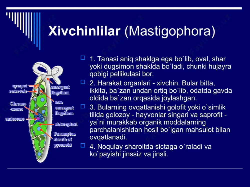 yuqlik to’plovchi bo’shlig’i. sista hosil qilish. noqulay sharoit tug’ilganda evglenaning xivchini tushib ketadi; tanasi qisqarib, yumaloqlanadi va qalin qobiq bilan o’ralib sistaga aylanadi. volvoks - koloniya bo’lib yashovchi bir hujayrali hayvon. iflos suvli hovuz va ko’llarda diametri 1 mm keladigan yashil sharga o’xshash voivokslar uchraydi (8-rasm). volvoks koloniyasi rningga yaqin noksimon ikki xivchinii hujayralardan tashkil topgan. hujayralar sharning sirtida joylashgan bo’lib, sitoplazmatik ipchalar yordamida o’zaro bog’langan. sharning ichi quyuq dildiroq modda bilan to’lgan. ayrim xivchinlilar parazit hayot kechiradi. tripanosoma tropik afrikadagi xalqlar qoni zardobida yashab, uyqu kasalligini paydo qiladi. leyshmaniya o’zbekistonning janubidagi ayrim hududlarda va tropik mamlakatlarda odam yuzi va ba’zan qo’l terisida uzoq vaqt tuzahnaydigan yara hosil qiladi. xivchinlitar hujayrasi yupqa qobiq bilan qoplangan; tana shakli doimiy; xivchinlar yordamida harakatlanadi. evglena va volvoks hujayrasida yashil rang berovchi xromatoforalari bor; ular yordamida fotosinlez qiladi; qorong’ida yashil rangini yo’qotib, hayvonlar singari oziqlanadi. tripanosoma odam qonida, leyshmaniya eerisida parazitlik qiladi.