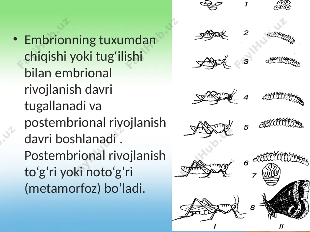 hamda yashash muhiti bilan voyaga yetgan organizmlardan keskin farq qiladi. ularning ajdodi halqali chuvalchanglarga o‘xshab ketadi. metamorfoz — hayot tarzi va yashash muhitining almashi nishi bilan bog‘liqdir. noto‘g‘ri rivojlanishning biologik ahamiyati shundan iboratki, bitta turning lichinkalari va voyaga yetgan individlari har xil sharoitda yashaganligi uchun ularning yashash joyi va oziq uchun o‘zaro raqobati kuzatilmaydi. faqat o‘troq yoki parazit holda yashashga moslashgan organizmlarning lichinkalari erkin harakat qilib, turning keng tarqalishiga yordam beradi. postembrional rivojlanish davri turli muddat davom etishi mumkin. misol uchun tut ipak qurtining qurtlik davri 20—24 kun davom etadi. voyaga yetgan kapalagi esa 5—10 kun yashaydi. baqaning lichinkasi itbaliq 2—3 oyda baqaga aylanadi. voyaga yetgan baqa bir necha yil yashaydi. ko‘pincha postembrional rivojlanish uzoq davom etadi. odamlarda postembrional rivojlanish jinsiy balog‘atga yetish, balog‘at va qarilik davrlariga bo‘linadi. gomeastaz, bioritin, anabioz. tashqi muhit omillari o‘zgarishiga qaramay organizmlar o‘z tuzilishi va ichki muhitning doimiyligini o‘zgartirmay bir xilda saqlash xususiyatiga gomeasrazdeyiladi. gomeastaz …