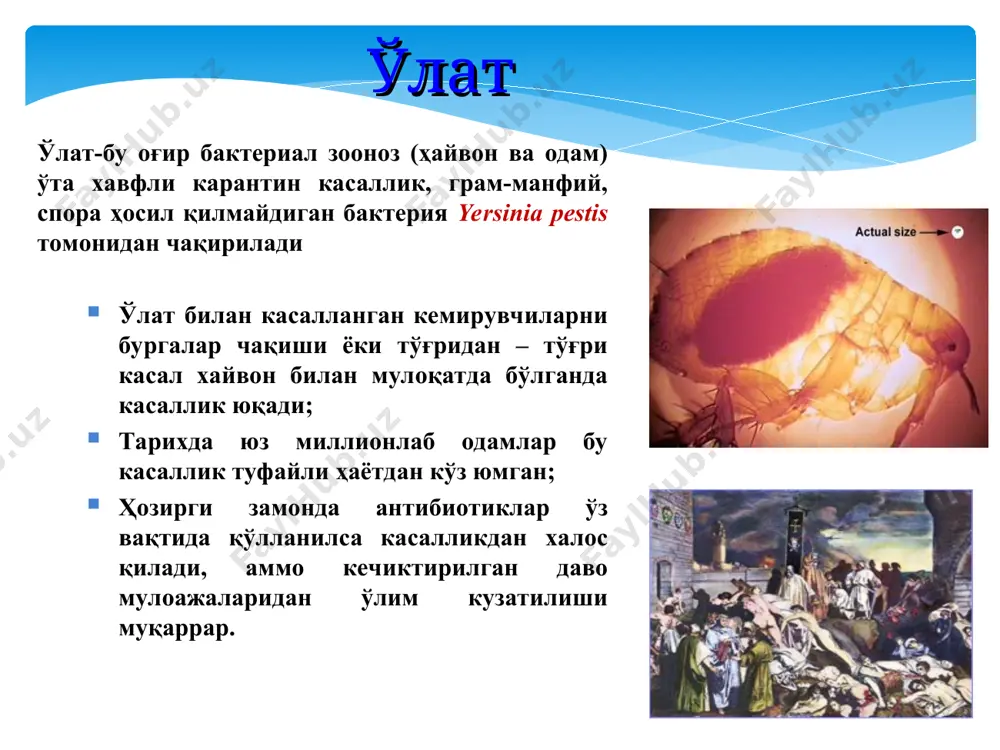 а даволанмаса ўлим кузатилади. эрта белгилари: ўткир ҳарорат; умумий ҳолсизлик, бош оғриғи, миалгия; кучли оғриқ, қўлтиқ ости ва чов соҳаларида лимфатик тугунлар катталашиши; гемокультура 80% беморларда мусбат эрта антибиотиклар билан даволаш септик формага ўтиш олдини олади! * первично-очаговая бубонная форма чумы является наиболее частой (обычной) и в то же время наиболее легко диагностируемой формой чумы. после заражения y pestis наблюдается инкубационный период 2-8 дней. лимфаденит и лихорадка появляются затем как ранние клинические признаки бубонной чумы. первичный кожный аффект в виде папулы, везикулы, или пустулы может появиться на месте укуса блохи, но он отмечен менее чем у 10% больных (dennis 1997). возбудитель, попав в кровь (укус блохи) захватывается подвижными фагоцитирующими клетками и фиксируется в региональном лимфатическом узле. таким образом при чуме как и при большинстве других бактериальных зоонозных инфекциях болезнь развивается на трех уровнях макроорганизмы: местном, региональном и общем. в месте «входных ворот» инфекции может развиться первичный кожный аффект (см. язвенную …