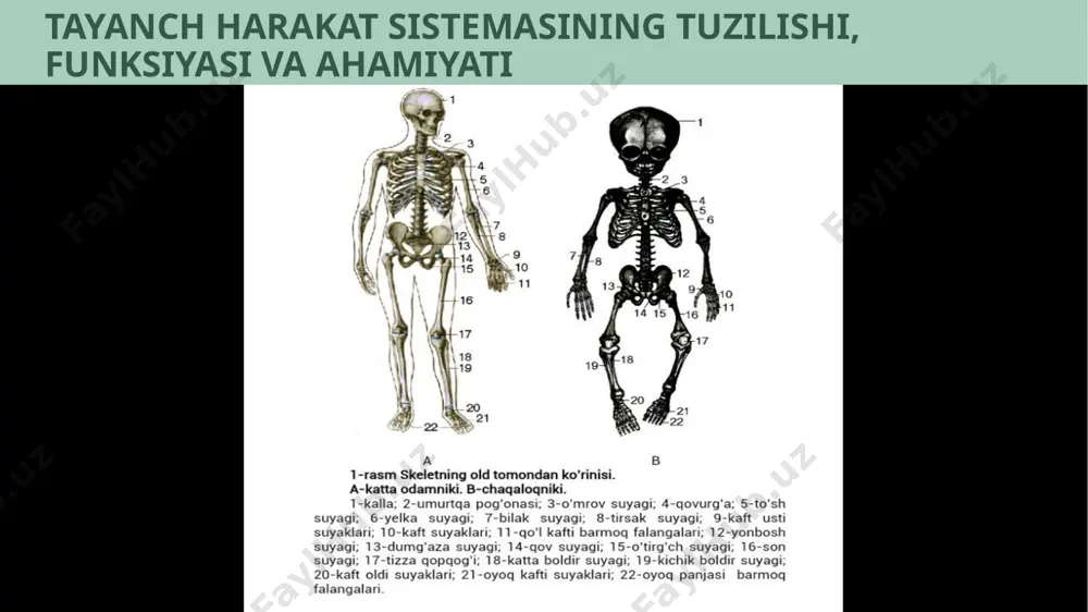 tayanch xarakat sistimalari - Page 4