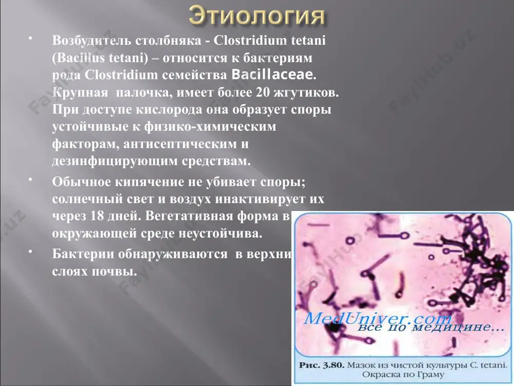 мы. чаще всего причиной смерти является непосредственное поражение ствола мозга с остановкой дыхания или сердечной деятельности. тризм жевательной мускулатуры - генерализованный столбняк - местный столбняк - паралитический столбняк розе - головной (бульбарный) столбняк бруннера - гинекологический столбняк - столбняк новорожденных местный столбняк, при котором возникают боль и тоническое напряжение мышц в месте входных ворот, затем присоединяются локальные судороги, в процесс вовлекаются новые группы мышц. паралитический столбняк розе при ранениях и травмах головы и лица. на фоне тризма, сардонической улыбки, ригидности мышц затылка появляется односторонний парез лицевого нерва, реже отводящего и глазодвигательного. спазм глоточных мышц напоминает картину бешенства. головной столбняк бруннера, при котором поражаются верхние отделы спинного мозга и продолговатый мозг. смерть наступает в результате паралича сердца или дыхания. неблагоприятно вследствие частых бактериальных осложнений и сепсиса протекает гинекологический столбняк после внебольничного аборта или родов. столбняк новорожденных, на долю которого приходится больший процент случаев болезни в развивающихся странах. присоединение вторичной инфекции, проявляющейся …
