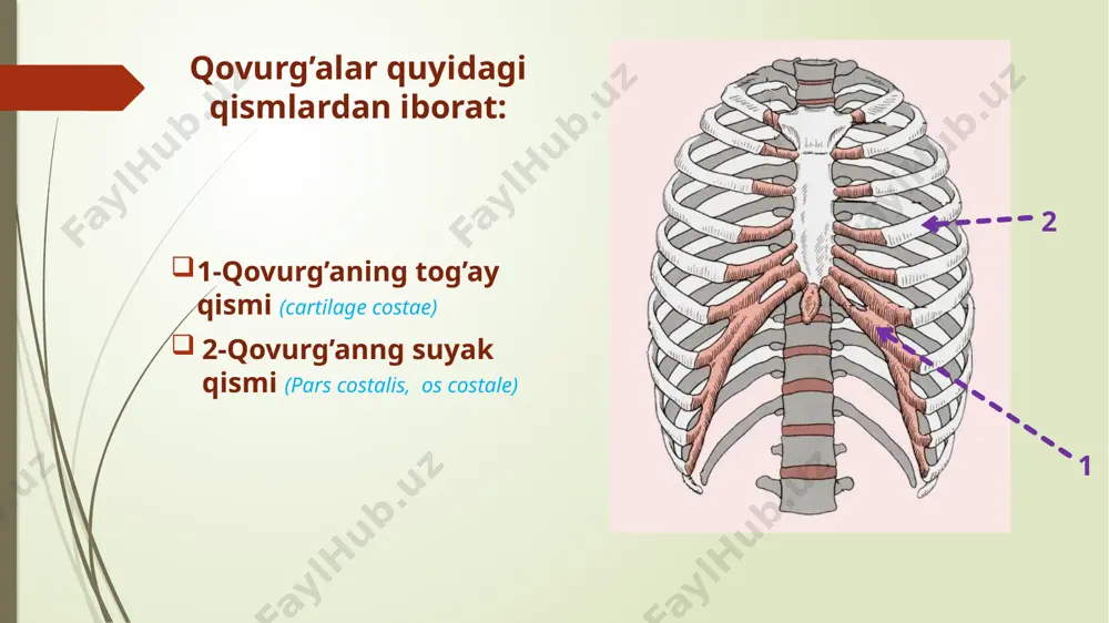 qovurg’alar va to’sh suyagi - Page 3