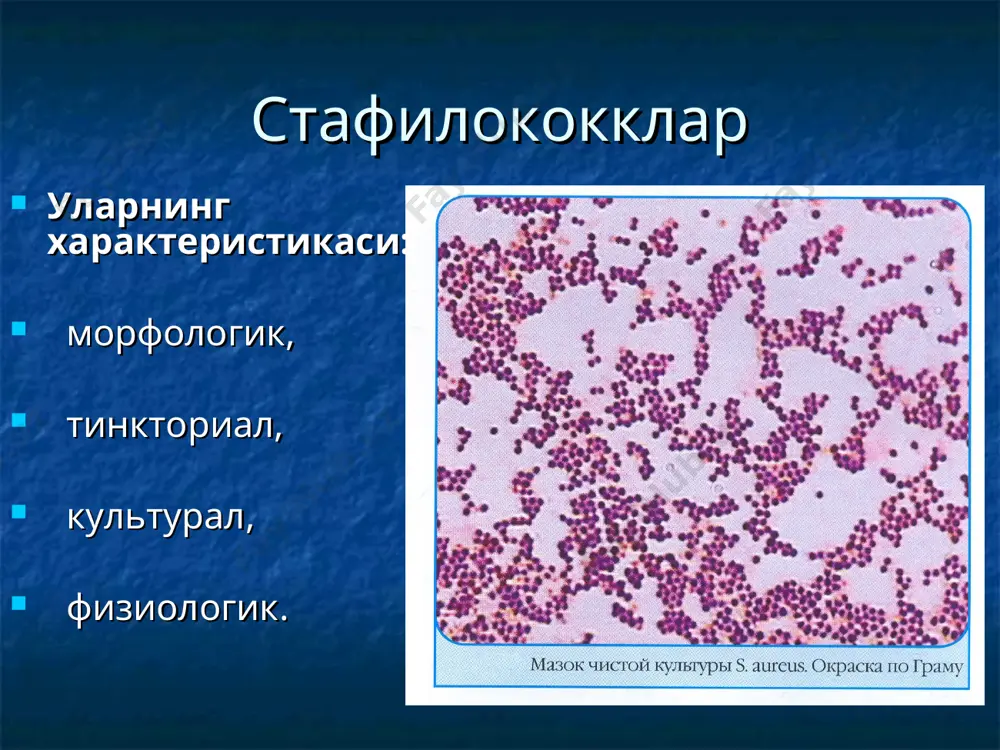 а) биринчи кун иккинчи кун учинчи кун суртма, грам усулида бўяш тста, сут қўшилган тузли агар ва қа экиш қандли бульонга экиш суртма, грам усулида бўяш, грам мусбат узум шингилига ўхшаш жойлаган кокклар топилса бирламчи жабоб каталаза пробаси (+) колонияларни характери, пигмент, гемолиз ҳосил қилиши ва лейцитиназа активлигини ўрганиш қиялан-тирилган на экиш (соф культура) суртма, грам усул-да бўяш мус-бат бўлса қа экиш. манитни анаэроб шароитда парчалаши(±) ) плазмакоагулаза тести (±) глюкозани аэроб, анаэроб шароитда парчалаши(± ) клигер муҳитига экиш антибиотик-ларга сезгирлигини аниқлаш фагларга бўлган сезгирлигини аниқлаш (±) зарур бўлса фибринолиз-ин, днк за аниқланади (±) я к у н и й ж а в о б - cхема. стафилококк юқумли касалликларини бактериологик текшириш стрептококклар streptococcaceae оиласига 7 уруғ киритилган бўлиб, уларга: streptococcus, enterococcus, aerococcus, leuconostoc, pediococcus ва lactococcus лар киради одам учун патоген streptococcus, ҳисобланади стрептококклар streptococcus pyogenus колонияси қонли агарда яшилланувчи стрептококклар колониялари када классификацияси хозирги вақтда стрептококкларнинг ҳужайра деворидаги …