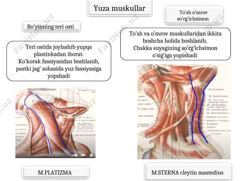 suyagining pastki qirg’og’idan yanoq ravog’idan boshlanib, pastki jag’ suyagining shu nomli g’adr budiriga yopishadi chakka suyagining pallasidan boshlanib, pastki jag’ suyagining tojsimon o’sig’iga yopishadi ponasimon suyak katta qanotining pastki yuzasidan va qanotsimon o’sig’idan boshlanib, pastki jag’ suyagining bo’g’im o’sig’i bo’yniga yopishadi qanotsimon o’siqning shu nomli chuqurchasidan boshlanib, pastki jag’ burchagining ichki yuzasiga yopishadi chakka muskuli, m.temporalis chaynov muskuli,m.masseter lateral muskul m.ptridious laterialis medial muskul m.ptridious medialis