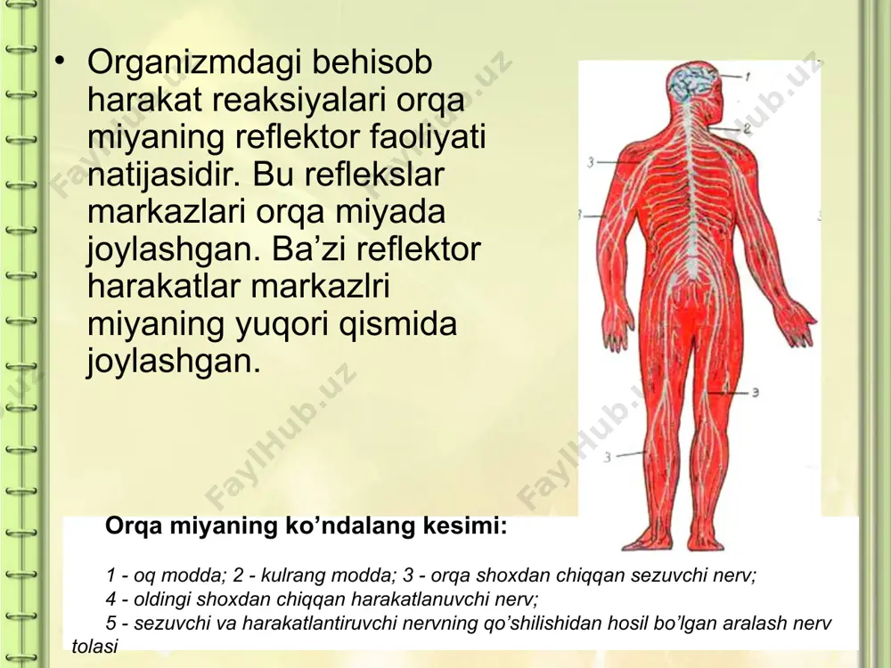 al tugunlarda, ichki a’zolarning sezgirligini ta’minlaydigan neyronlarning tanalari esa vigatativ nerf tizimining ekstra va intramural tugunlarida joylashgan. afferent neronning 1 ta o’simtasi bo’lib, somadan sal uzoqlashgach ikki shohga bo’linadi. biri retseptordan qo’zg’alishni somaga, ikkinchisi esa impulslarni hujayra tanasidan orqa yoki bosh miyyadagi neyronlarga yetkazadi. bu tolalarni qo’zg’alishni o’tkazish tezligiga, yo’g’nligiga ko’ra a, b, va c guruhlariga kiritish mumkin. orqa miyaning efferent neyronlari alfa va gamma motoneyronlardan hamda vigitativ nerf tizimining kreganglional neyronlaridan iborat. alfa. – motoneyronlar orqa miyada shakillangan signallarni skelet muskullariga yetkazadi. bu neyronlarning aksonlari muskulga yaqinlashib, bir qancha shohchalarga bo’linadi va 10 dan to 100 gacha muskul tolalarini nervlab harakat birligini hosil qiladi. gamma-motoneyronlar skelet muskullarining murakkab retseptorlari – muskul duklari ichidagi intrafuzal muskul tolalarni nervlaydi. bu neyronlardan muskul duglariga tushib turadigan impulslar intrafuzal muskul tolalar tarangligini ekstrafuzal tolalarning qisqarishiga moslab, retseptor sezgirligini yuqori darajada bo’lishini ta’minlaydi. orqa miya ko’krak va bel segmentlarning yon shohlarida preganglional simpatik neyronlar, …