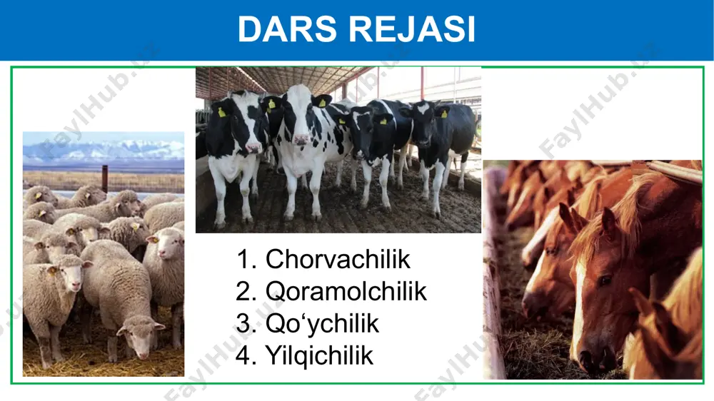 nakilashtirilgan. qoramol zotlari xo‘jalikda foydalanish xususiyatlariga binoan: sut, sut-go‘sht va go‘sht yo‘nalishidagi zotlarga ajratiladi qoramol zotlari sersut zotlar qoramollarning asosiy qismini tashkil etadi. o‘zbekistonda sersut sigirlardan qora-ola xolmogor va yaroslavl zotlari, qizil dasht, bushuyev va boshqa zotlar boqiladi. sersut sigirlar yiliga 4 000 l, ayrim govmishlar 6 000 l va undan ham ko‘proq sut beradi. xolmagor yaroslavl qizil dasht bushuyev qoramol zotlari sersut-go‘shtdor zotlar ko‘p sut berishi bilan birga go‘shti ham ko‘p va sifatli bo‘ladi. shveysariyaning simmental, shvits va rossiyaning kostroma zotlari sersut-go‘shtdor zotlar hisoblanadi. simmental zoti yiliga 4 000 l gacha sut beradi. simmental shvits kastroma qoramol zotlari go‘shtdor zotlar, asosan, sifatli go‘sht yetishtirish uchun ko‘paytiriladi. ular vazni va tez yetilishi bilan sersut zotlardan ustun turadi. go‘shtdor shortgorn zotli sigirlarning o‘rtacha vazni 650 kg, buqalarniki esa 1 000 kg dan ortiq bo‘ladi. yosh buqalarning vazni bir kecha-kunduzda 1 kg ga ortadi. o‘zbekistonda qozog‘iston oqboshi, santa-gertruda, gereford va shortgorn zotlari …