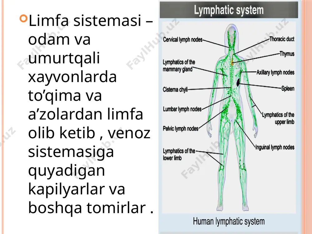 prelimhatika yoki limfa kapillyarlari limfa limonini isf dan yig'ishga ixtisoslashgan va undan kattaroq limfa tomirlari limfa oldinga siljiydi. yurak-qon tomir tizimidan farqli o'laroq, limfa tizimi yopiq emas va markaziy nasosga ega emas. limfa harakati tufayli past bosimga qaramay sodir bo'ladi peristaltik (navbatdagi qisqarish va gevşeme tufayli limfa harakatlanishi silliq mushak ), klapanlar va qo'shni skelet mushaklari qisqarishi paytida siqilish va arterial pulsatsiya limfa hujayralari limfa hujayra elementlari limfositlar, momositlar va bir ozgina donali leykotsitlardan iborat. limfa sistemasining organlarida qonning limfoid elementlari hosil bo’ladi va barer funksiyasini o’taydi, yani organizmga kirib qolgan yot jism va bakteriyalarni zararsizlantiradi. limfa tugunlari limfa tugunlari, limfa bezlari — odam va yuksak umurtqali hayvonlarning limfa sistemasi tuzilmalari. limfa tugunlari qon yaratish aʼzosi va kasallik qoʻzgʻatuvchi mikroblar, ularning toksinlari va umuman zaharli moddalar uchun toʻsiq vazifasini oʻtaydi. shu tariqa limfaning biologik filtri hisoblanadi. limfa tugunlari pushti-kulrang, qalin kapsula bilan qoplangan, dumalok, yoki oval shaklli tuzilmalardan iborat; ularda …
