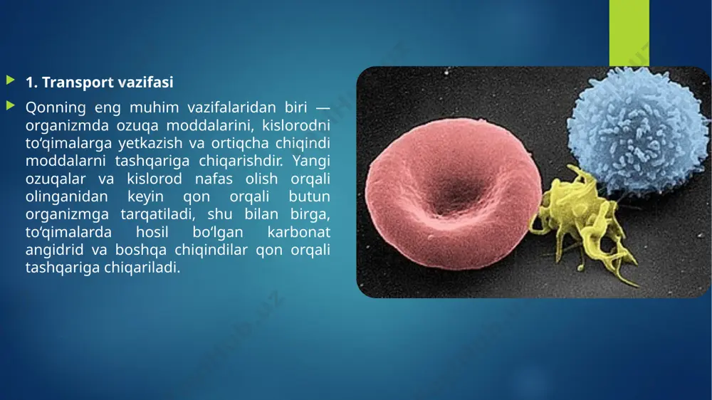 mni kasallikdan himoya qiladigan muhim elementlardir va ular xotira funksiyasini ham bajaradi: agar biror zararlovchi organizm organizmga yana kirsa, antitelalar tezda uni tanib olib, unga qarshi tez va samarali javob beradi. qon orqali immunitetni ta'minlash va organizmni himoya qilish mexanizmlari qon organizmning himoya tizimi uchun eng asosiy vosita bo‘lib, uning tarkibidagi komponentlar immunitetni ta'minlash va organizmni zararli omillardan himoya qilishda muhim rol o‘ynaydi. qonning immunitet tizimiga ko‘rsatayotgan asosiy ta'siri quyidagi mexanizmlar orqali amalga oshadi: 1. fagositoz — zararli mikroorganizmlarni yo‘q qilish qon tarkibida joylashgan leykotsitlar (oq qon hujayralari) organizmga kirgan zararlovchi mikroblarni va begona moddalarga qarshi kurashadi. bu jarayon fagositoz deb ataladi. fagositozda leykotsitlar mikroorganizmlarni o‘z ichiga olib, ularni "yutib" oladi va zararsizlantiradi. leykotsitlar shu tarzda bakteriyalar, viruslar va boshqa infeksion agentlarni organizmdan tozalaydi. neytrofillar — bakteriyalarni eng ko‘p yutib oladigan leykotsitlar turidir. makrofaglar — katta hujayralar bo‘lib, ular o‘zlaridan ko‘ra katta zararlovchilarni ham yutib oladi. 2. antitelalarni ishlab chiqarish …