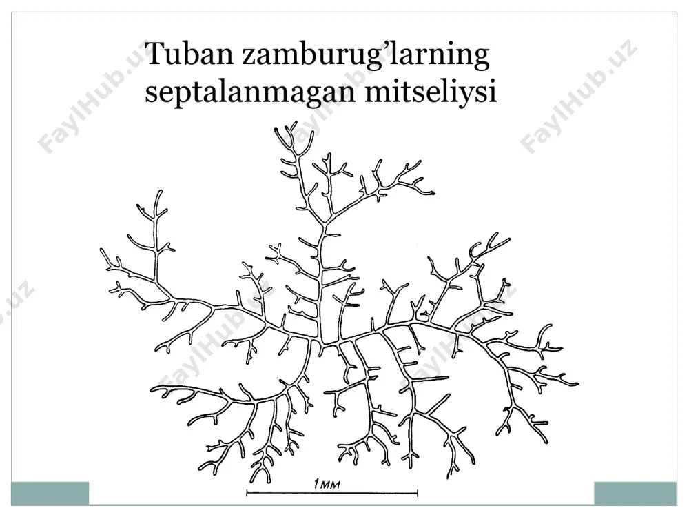 chalari necha xil? 4. zamburug’lar necha sinfga bo’linadi? mavzu yuzasidan testlar? вегетатив кўпайиш кандай амалга оширилади:? - мицелий ва унинг шакл ўзгариши ёрдамида -а скоспоралар ёрдамида - спорангиспоралар ёрдамида - зооспоралар ёрдамида зигогамия жинсий кўпайиши замбуругларнинг кайси синфига хос: =zygomycetes =oomycetes =basidiomycetes =chytridiomycetes замбуругларнинг кайси синфи аскоспоралар ёрдамида кўпаяди: =ascomycetes =basidiomycetes =chytridiomycetes =oomycetes замбуругларни жинсий кўпайишида кайси споралар хосил бўлади: =аскоспора, ооспора =конидия ва конидиябанд =пикноспора ва конидия =конидия ва хламидоспора мицелий нимадан тузилган: =пикнидалардан =гифалардан =ооспорадан =хламидоспоралардан жинссиз кўпайиш кайси споралар ёрдамида амалга ошади: =аскоспора =базидиоспора =спорангий =ооспора etiboringiz uchun raxmat image3.jpeg image4.jpeg /docprops/thumbnail.jpeg