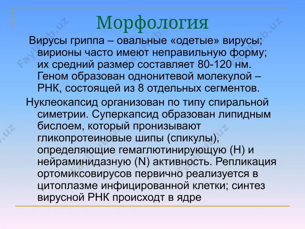 фа в парных сыворотках с интервалом 8-14 сут. заболевание подтверждает четырехкратный рост титра ат при сравнивании образцов сыворотки, полученной в острой фазе инфекции и через 2-3 недели в период реконвалесценции лечение препараты выбора – амантадин или ремантадин, ифн и его индукторы, противогриппозный гамма-глобулин. терапевтические мероприятия следует начинать как можно раньше. специфическая профилактика живая вакцина из аттенуированных вирусов. 2. убитая цельновирионная вакцина. субвирионная вакцина (из расщепленных вирионов). субъединичная вакцина (содержит только гемагглютинин и нейраминидазу) вирусы гриппа в геном состоит из 8 фрагментов, которые кодируют 3 неструктурных и 7 структурных белков. содержат гемагглютинин и нейраминидазу. вирусы гриппа с геном состоит из 7 фрагментов, которые кодируют 2 неструктурных і 6 структурных белков. отсутствует нейраминидаза. поэтому на поверхености один тип шипов, которые состоят из пептид gp88. он обладает має двумя функциями: гемагглютинина и нейраминат-о-ацетилэстеразы. распознается другими рецепторами (мукопептидом с n-ацетил-9-о-ацетилнейраминовой кислотой) парамиксовирусы все четыре рода семейства paramyxoviridae включают возбудителей инфекций у человека : род …