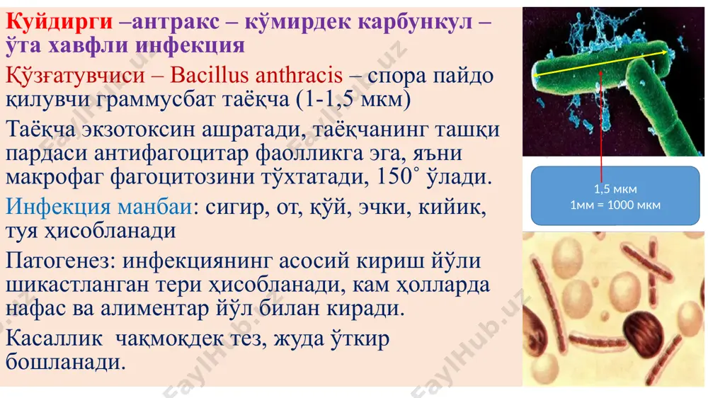 уюлиши ва гипоксияга, ҳамда олигурияга ва тана хароратининг тушиб кетишига (algor – совуқ) сабабчи бўлади. 1-даври. вабо энтерит – серозли ёки серозли-геморрагик экссудатли турда ривожланади. шиллиқ парда шишган, гиперемияланган, қон қуйилган ва қадоқсимон ҳужайраларда гиперсекреция.ичакда кўп миқдорда экссудат. 2-даври. гастроэнтерит – серозли ёки серозли-геморрагик экссудатли яллиғланиш ошқозонга кўтарилади. диареяга қусиш ҳам қўшилади. 3-даври. алгид даври – бунда ичак чўзилиб, кескин кенгайган, ичида кўп миқдорда (3-5 л) рангсиз, хидсиз, гуруч сувини эслатувчи суюқлик тўпланган. ичак сероз пардаси қуруқ, хиралашган, бинафша-сарғич рангга бўялган, қон қуйилишлар пайдо бўлган. бу даврда мурданинг тез қотиши, эксикоз, мушакларнинг контрактураланиб қотиши («гладиатор қиёфаси»), қўл терисининг қуриб, бужмайиб қолиши («кир ювувчининг қўли»), ўт пуфагининг кенгайиб оқиш сафро билан тўлиши кузатилади. в а б о катарал энтерит десквоматив энтерит image1.wmf image2.png image3.png image4.png image5.png image6.png image7.emf image8.emf image9.png image10.png image11.png image12.png image13.png image14.png image15.png image16.png image17.png image18.png image19.png image20.png image21.png image22.png image23.png image24.jpeg image25.jpeg