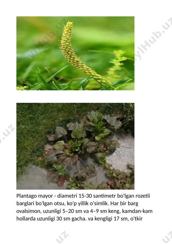 h qoshiqg'i ustiga bir stakan qaynoq sub quyib, 30 daqiqa damlab qo'yiladi. so'ngra qultimlab bir soat davomida ichiladi. 2. barglarini yuvib, sharbati olinadi va unga teng miqdorda asal qo'shib 20 daqiqa qaynatiladi, kuniga 2-3 osh qoshiqdan aterosklerozda iste'molqilinadi. 3. maydalangan quruq bargidan 1 osh qoshig'i ustiga 1 stakan qaynoq suv quyib, 10 daqiqa damlab qo'yiladi. kuniga 1 soat ichida qultimlab ichiladi. bavosirni davolashda ishlatiladigan damlamalar. 1. maydalangan bargidan choynakka 4 qoshiq solib, ustiga yarim litr qaynatilgan suv quyib, 4 soat o'rab damlab qo'yiladi. kuniga 4 mahal yari stakandan choy kabi ichiladi. 2. ildizi va bargidan 50-100 gr olib, bir paqir suvda qaynatiladi. qaynatmadan 3 stakan ichilsa, bavosirdan qon oqishi to'xtaydi. 3. bargi va ildizidan 500 gr olib, yod qo'shib, 4 l suvda 1 soat qaynatiladi, har kuni 2 mahal 3 piyoladan ichib turilsa, bavosirga shifo bo'ladi. 4. zubturum, gazandao't, sigirquyruqdan 100 gr dan olib yig'ma qilinadi. 3 osh qoshiqig'ini kechqurun …