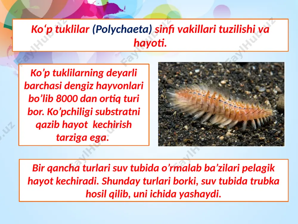 ikkilamchi tana bo’shliqli yoki halqali chuvalchanglar tipi – annelida - Page 5