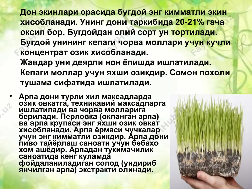 рухга яна бир усимлик - маржумак киради-у маржумакдошлар оиласига мансубдир. бу гурухнинг белгилари-донида узунасига кетган эгатча булмайди, биттадан бошлангич илдиз ривожланади. гул туплами рувак ёки сута булади. экиладиган навлари бахори, иссиксевар, киска кун усимлиги ва кургокчиликка чидамли (шоли бундан истисно) учинчи гурух-дон-дуккакли экинлар. бу гурух вакиллари дуккаклилар оиласига мансубдир. асосий вакиллари-ловия, соя, нухат, кук нухат, ясмик, бурчок. бу экинларнинг хаммаси ук илдизли, барги мураккаб, меваси дуккак, уругида оксил модда куп булади. биологик жихатдан дуккакли экинлар хилма-хил булади. тупланиш даврида усимликларда иккиламчи илдиз ва кушимча поя усади, бунинг учун усимликлар сувга ва озикага талабчан булади. давр 20-25 кун давом этади. най ураш даврида усимлик жуда тез усади, суткалик усиши маккажухори ва жухори учун 8-12 см, бошка экинлар учун 3-5 см. булади. поя билан навбатдаги барглар хам ривожланади. бу давр хам 20-25 кун давом этади. асосий талаб киладиган омиллар-сув, озика, хаво, ёруглик. шу даврнинг охирида экилган навга хос баландликка ва барг сонига …