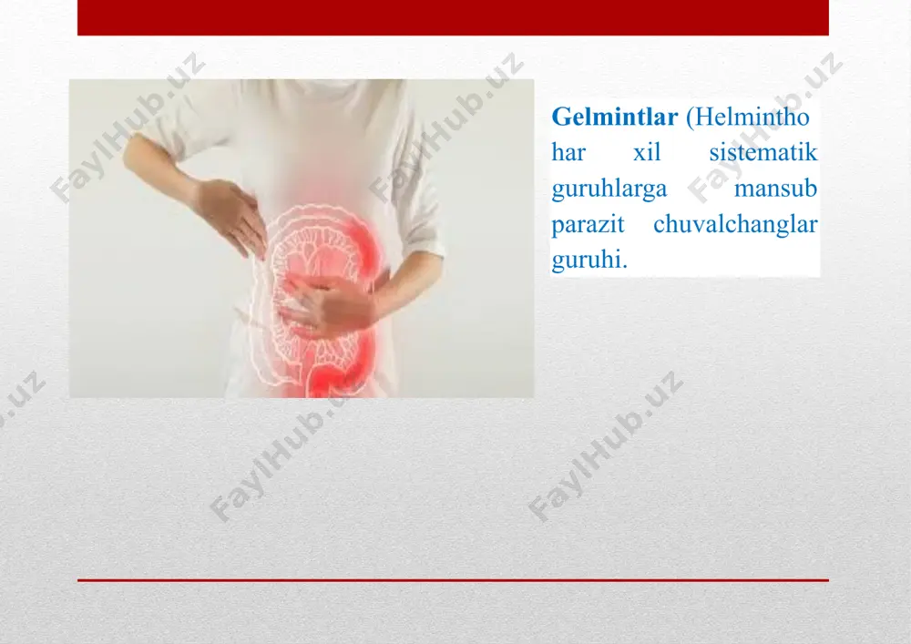 zmidan tashqarida rivojlanadi. rivojlanish xususiyatiga binoan gelmintlar geogelmintlar va biogelmintlarga ajratiladi. geogelmintlar tashqi muhitda, biogel- mintlar boshqa hayvonlar—oraliq xoʻjayin organizmida rivojlanadi. ayrim biogelmintlar oraliq xoʻjayindan tashqari qoʻshimcha, hatto rezerv xoʻjayinga ham ega boʻladi. soʻrgʻichlilar va tasmasimon chuvalchanglar sinfiga mansub bir qancha gelmintlar da jinsiy koʻpayish bilan birga lichinkalik partenogenez ham uchraydi. jinsiy va jinssiz gallanib koʻpayish turning saqlanib qolish imkoniyatini oshiradi. oʻzbekistonda umurtqali hayvoilarda 1000 dan ortiq gelmintlar parazitlik qiladi. image2.png image3.png image4.png image5.png image6.jpeg image7.jpeg image8.jpeg image9.jpeg parasitic worms in human large intestine