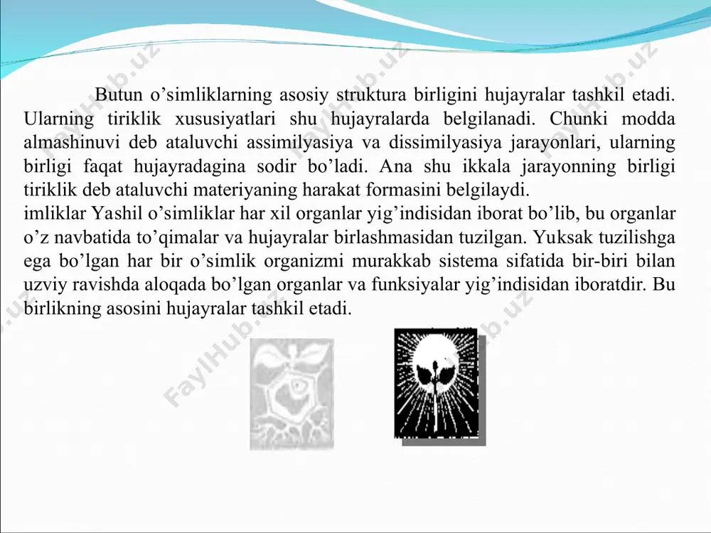 nalchalar, pufakchalar va sisternalarning o’zaro tutashligidan iborat murakkab shoxlangan tur sistemasi ekanligi aniqlangan. bu sitoplazmada keng tarqalgan va membrana strukturasi bo’lib, asosan juft membranalik kanallar sistemasini tashkil etadi. membrananing qalinligi 5-7 nm atrofida, kanallarning ichki diametri 30-50 nm gacha bo’ladi. endoplazmatik tur kanalining ichi suyuqlik bilan to’la. endoplazmatik tur membranasining yuzasi silliq yoki granulyar (burtmachali) bo’ladi. silliq membranada asosan uglevodlar, lipidlar va terpenoidlar hosil bo’ladi. granulyar membranada esa oqsillar, fermentlar va boshqalar sintez qilinadi. ular oqsillarning sintez jarayonini taminlaydi. ribosomalar. ribosomalar endoplazmatik to’rda joylashgan eng kichik organoidlardir. ular 1955 yilda palada tomonidan ochilgan. ribosomalar elektron mikroskopda olingan rasmlarda dumaloq shaklda ko’rinib, diametri 20-30 nm ga teng. ribosomolarning har biri ikkitadan katta va kichik bo’lakchalardan tuzilgan. kattasining diametri 12-15 nm, kichiginiki esa 8-12 nm ga teng. ribosoma bo’laklari yadrochada sintez bo’ladi va sitoplazmaga o’tadi. sitoplazmada esa matriks rnk molekulasida ribosomalar shakllanadi.. golji apparati. endoplazmatik to’rning ma’lum qismlarida joylashgan pufakchalik qatlamlarga golji …
