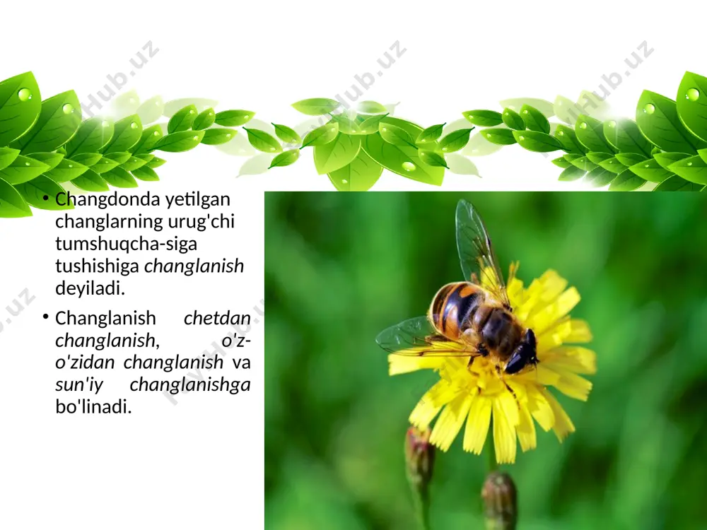 adigan bo'lsa, uni sun'iy changlatish deyiladi. sun'iy changlatishda yetilgan boshqa yoki shu o'simlikning changi olinib, shu yoki boshqa o'simlikning yetilgan guli tumshuqchasiga o'tkaziladi. makkajo'xori gul-lari, ko'pincha, sun'iy yo'l bilan qo'shimcha changlantiriladi. buning uchun makkajo'xori changi maxsus idishlarga yig'ib olinadi, so'ngra gullarning tumshuqchasiga sepiladi savol va topshiriqlar changlanish deb nimaga aytiladi? gullar qanday usullar bilan changlanadi? o'simliklar qanday qilib hasharotlarni o'ziga jalb etadi? shamol yordamida changlanish qanday nomlanadi (bug'doy misolida)? image2.jpeg image3.jpeg image4.jpeg image5.jpeg image6.jpeg image7.jpeg image8.jpeg image9.jpeg image10.jpeg image11.jpeg image12.jpeg image13.jpeg image14.jpeg image15.jpeg image16.jpeg image17.jpeg image1.jpeg 183640094 /docprops/thumbnail.jpeg