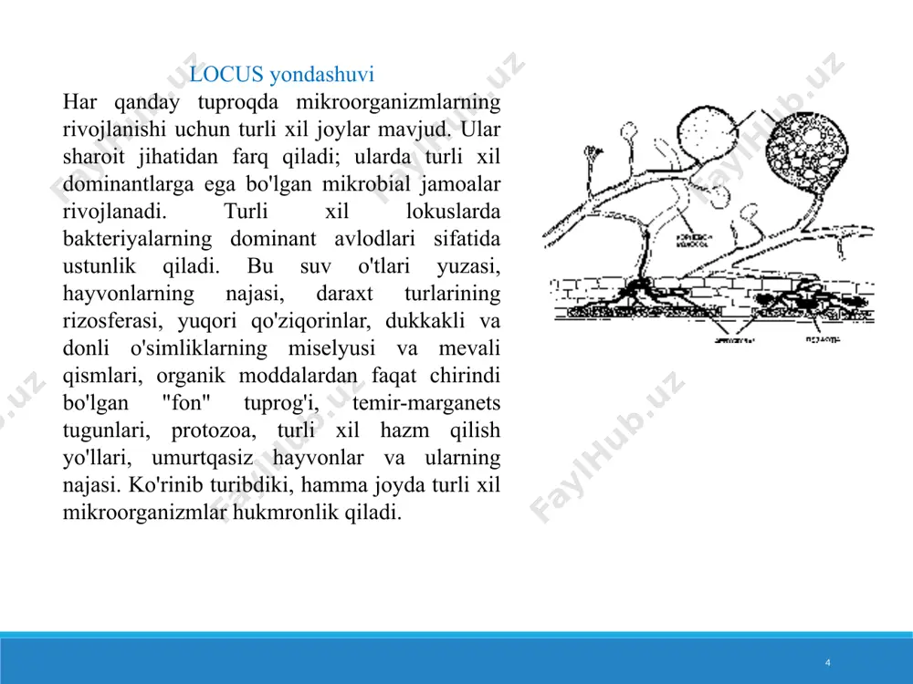 ri - vendoteniyada topilgan. ushbu hamkorlik quruqlikdagi oziq-ovqat muammolarini hal qilishga imkon berdi. ўзбекистон миллий университети, 2020 14 lignocellulose o'z ichiga olgan o'simlik qoldiqlarining oqimi ushbu murakkab polimerlarning faol destruktorlari paydo bo'lishiga yordam berdi, ya'ni qo'ziqorinlar. shunday qilib, siyanobakteriyalarning ustunligi davrida hosil bo'lgan sobiq halokatli bakterial zanjir, lignotsellyulozani yo'q qiladigan saprotrofik qo'ziqorinlar majmuasi bilan almashtirildi. so'nggi ma'lumotlarga ko'ra, qo'ziqorinlar barcha turdagi tuproqlarda mikrobial biomassaning umumiy zaxirasining 90% yoki undan ko'pini tashkil qiladi. ularning faoliyati tufayli boshqa mikroorganizmlar guruhlari bilan birgalikda o'simlik axlatini konveyerda qayta ishlash amalga oshiriladi. 15 mikrobiologiyada, avvalambor o'simlik jamoalarining qatlamli tashkil etilishi bilan bog'liq bo'lgan ushbu tendentsiya yaqin vaqtgacha deyarli rivojlanmagan va har xil tabiiy zonalarning mikrobial jamoalarini taqqoslashda faqat tuproq profilining gumus qatlami (a1) tahlil qilingan. ushbu yondashuv bilan tuproqning mikrob populyatsiyasining juda ahamiyatsiz va asosan unchalik faol bo'lmagan ulushi hisobga olindi. shunday qilib, bakteriyalardan, asosan, batsillalar va aktinomitsetlar o'rtacha tuproq namunalaridan ekilgan, ya'ni tuproqda asosan …