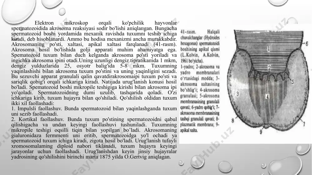 oplazmadagi kortikal granula (korteks) qatlami joylashgan. shilimshiq qobiqda glikoprotein tabiatli 20% aminokislota, 80% polisaxaridlar bor. kortikal qatlamning qalinligi 1,5-2 mk, kortikal granulaning diametri 1 mk. ularning soni esa bitta tиxumda 30 000 ga уaqin bo'ladi. urug'lanmagan tuxиmda kortikal granula1ar sitoplazma ichida tarqalgan bo'ladi. spermatozoidning tuxum po'stiga kirgan joyidan tezda biokimyoviy jarayonlar sodir bo'lib, 2 sekund ichida kortikal granulajar yo'qoladi. ekzositoz natijasida kortikal granulа sariqlik po'stiga birlashadi va tuxumning plazmatik membranasi tarkibiga o'tadi. bu hosil bo'lgan tuzilma urug'lanish qoblg'i deb ataladi. вu jarayon spermatozoid tuxum ichiga kirgandan keyin 2 minut ichida sodir bo'ladi. urug'lanish qobig'i boshqa spermatozoidning tuxum ichiga kirishiga уо'l qo'ymaydi. kortikal granulaning urug'lanish po'stiga qatnashmagan qismi bir qator bo’lib teriladi vа yupqa gialinli mеmbrana hosil qiladi. urug'lanish po'sti sitoplazma chetidan ajraladi уа uning o'rnini periyitellinli bo'shliq deyiladi уа u suyuqlik bilan to'ladi. urug'lanishdan keyin boshqa spermatozoidlar urug'lanish po'stidan ichkariga kirа olmaydi. sperrnatozoidning tuxumga kirgan joyi bo’rtib chiqadi. bu joy …